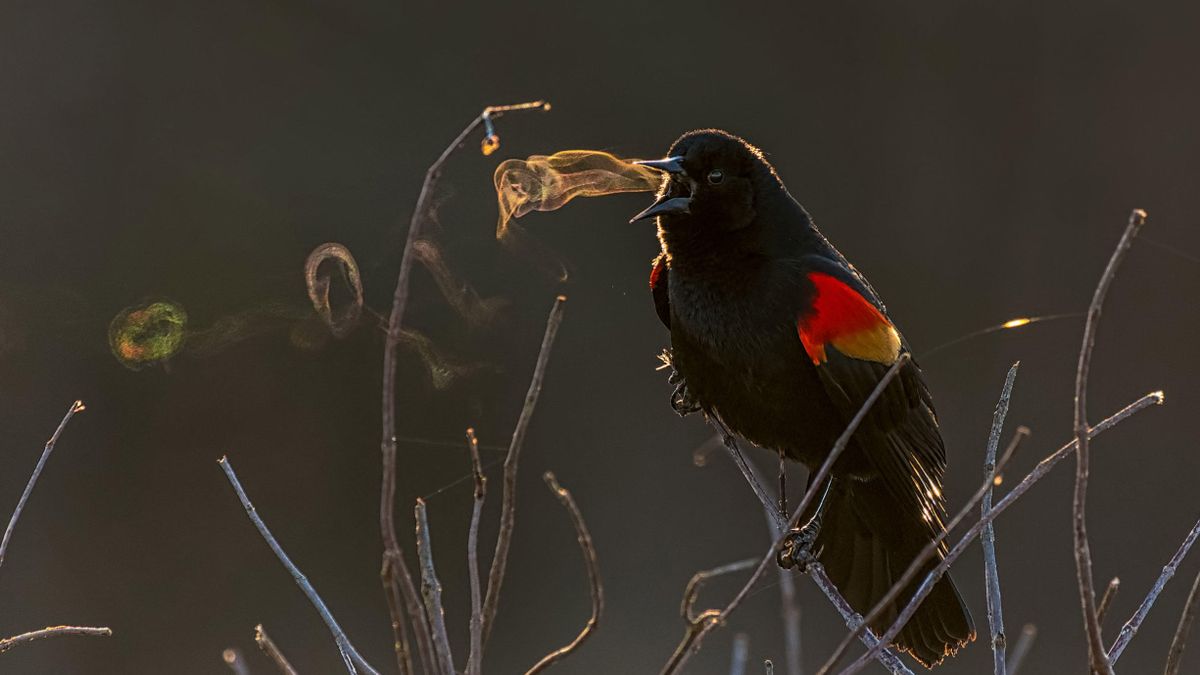Dzikie ptaki w obiektywie. Zwycięzcy Audubon Photography Contest 2019 ogłoszeni 1