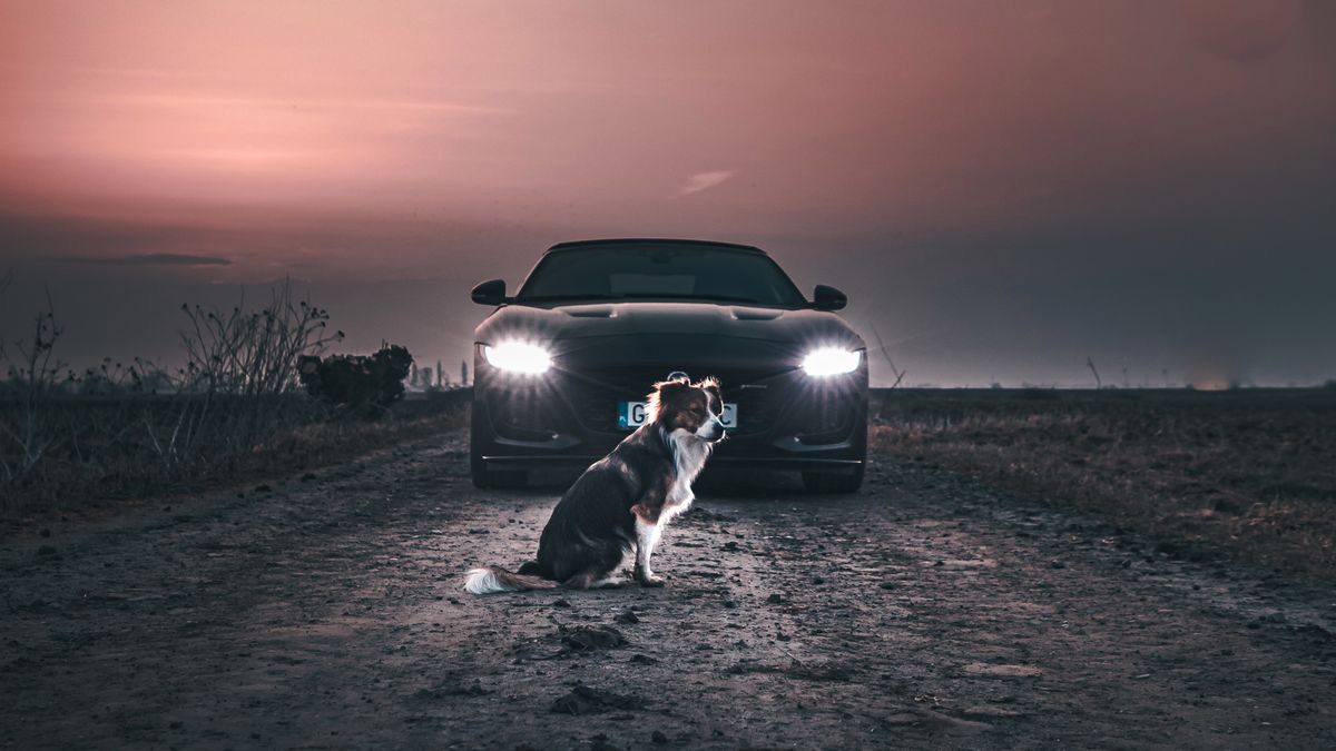 Apollo the Pies, czyli historia o moim małym fotograficznym przyjacielu 1