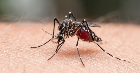 Malaria na lotnisku we Frankfurcie. Komar przyleciał samolotem