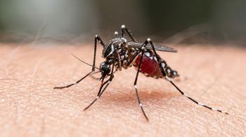 Malaria na lotnisku we Frankfurcie. Komar przyleciał samolotem