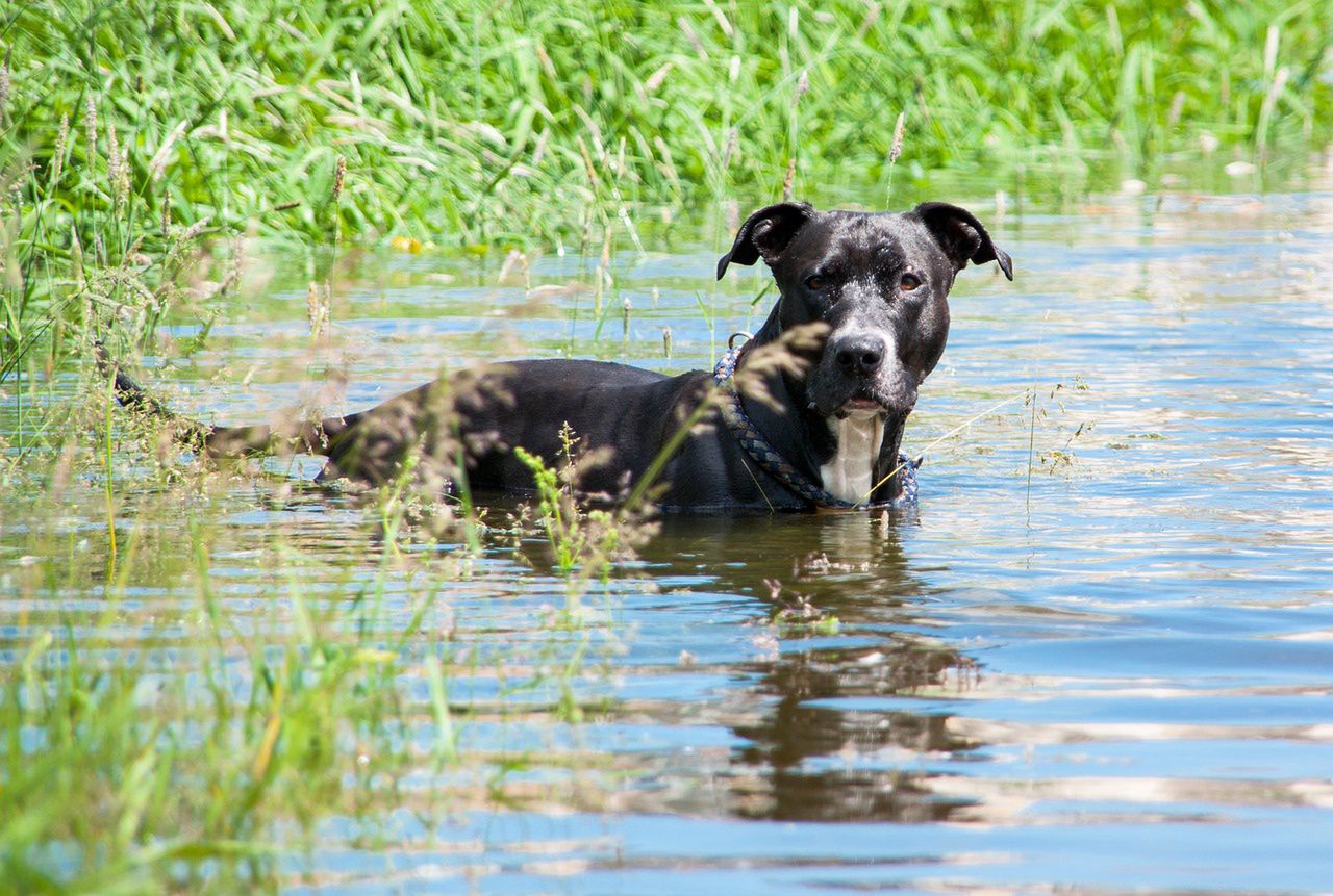 Szczecinek. Amstaff zaatakował kąpiących się nastolatków. Zdjęcie ilustracyjne (pixabay.com)