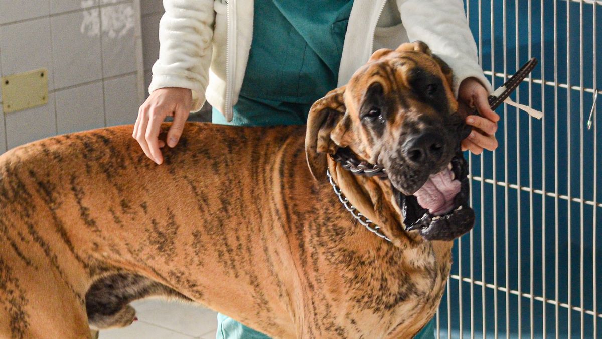 Siedmiolatkę pogryzły psy