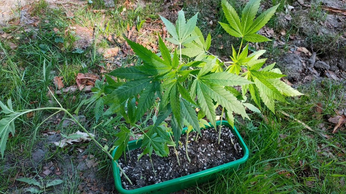 Marihuana udawała "seler" i "rozmaryn" 