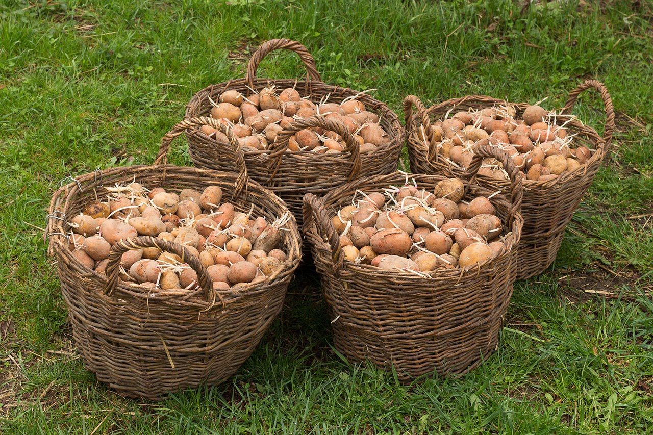 When to toss sprouting potatoes for safety reasons