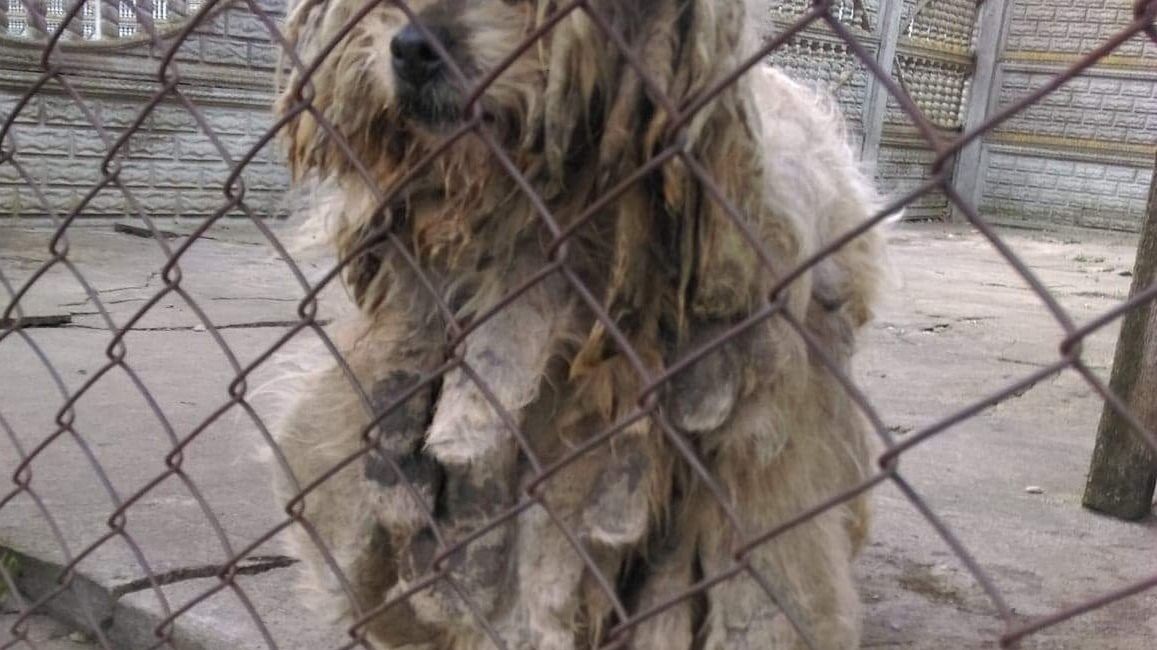 Sunia ma 12 lat, do jedzenia dostaje suchy chleb z sałatą.