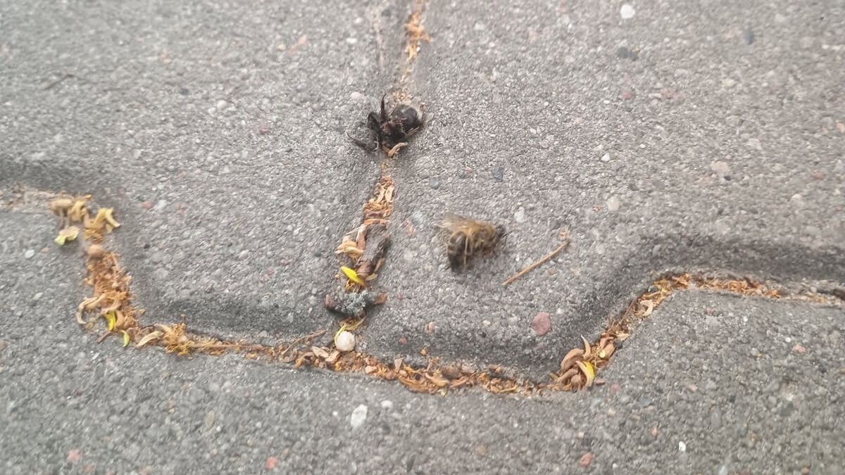 Martwe pszczoły i trzmiele na chodniku na terenie dzielnicy Ponikwoda