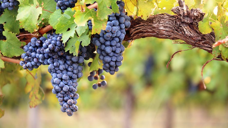 Andrew Hagen
grapes, grape, vine, vineyard, ripe, wine, bunch, closeup, agriculture, autumn, blue, grapevine, blur, bunches, cabernet sauvignon, purple, red, green, fruit, farm, wine farm, food, fresh, fall, foliage, growth, harvest, healthy, horizontal, leaf, nature, rural, summer