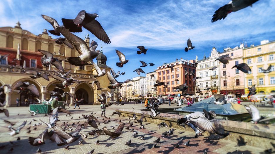 Polskie miasto ma spory problem z... gołębiami 