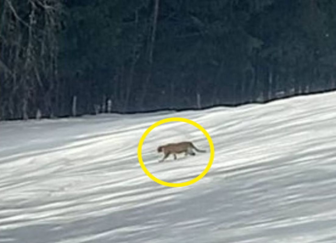Puma grasuje po sądeckich lasach? Leśnicy badają sprawę