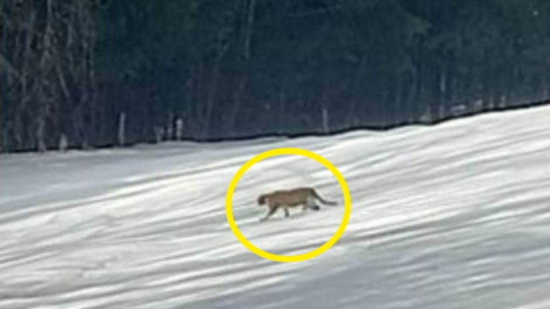 Mieszkaniec Binczarowej uchwycił na zdjęciu zwierzę, do złudzenia przypominające pumę 