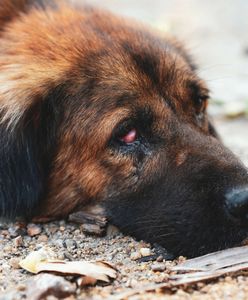 Bestialsko zabili psa. Młodzi sprawcy zatrzymani