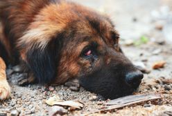 Bestialsko zabili psa. Młodzi sprawcy zatrzymani