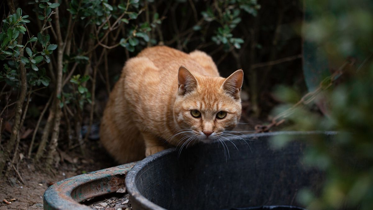 Mężczyzna zastrzelił kota sąsiada. Twierdził, że "działał w obronie własnego zwierzęcia"