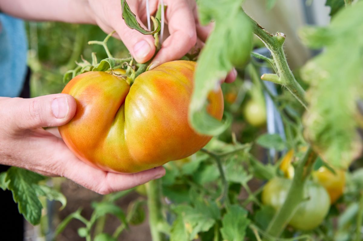 Czym nawozić pomidory?