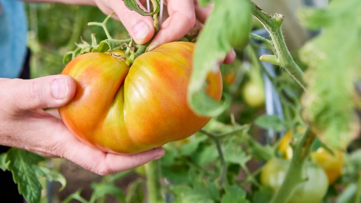 Czym nawozić pomidory?