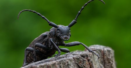 Zgrzypik twardokrywka. "Baśniowy stwór wysysający krew"