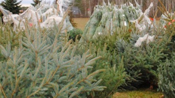 Warszawa. Wojna sprzedawców choinek na Wilanowie