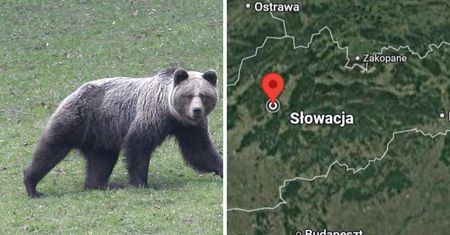Słowak natknął się na niedźwiedzicę z młodymi. Doszło do ataku