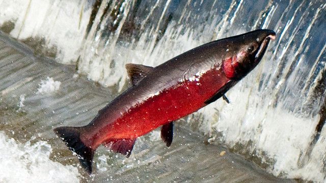 Sperma łososia nowym sposobem na przechowywanie danych 1