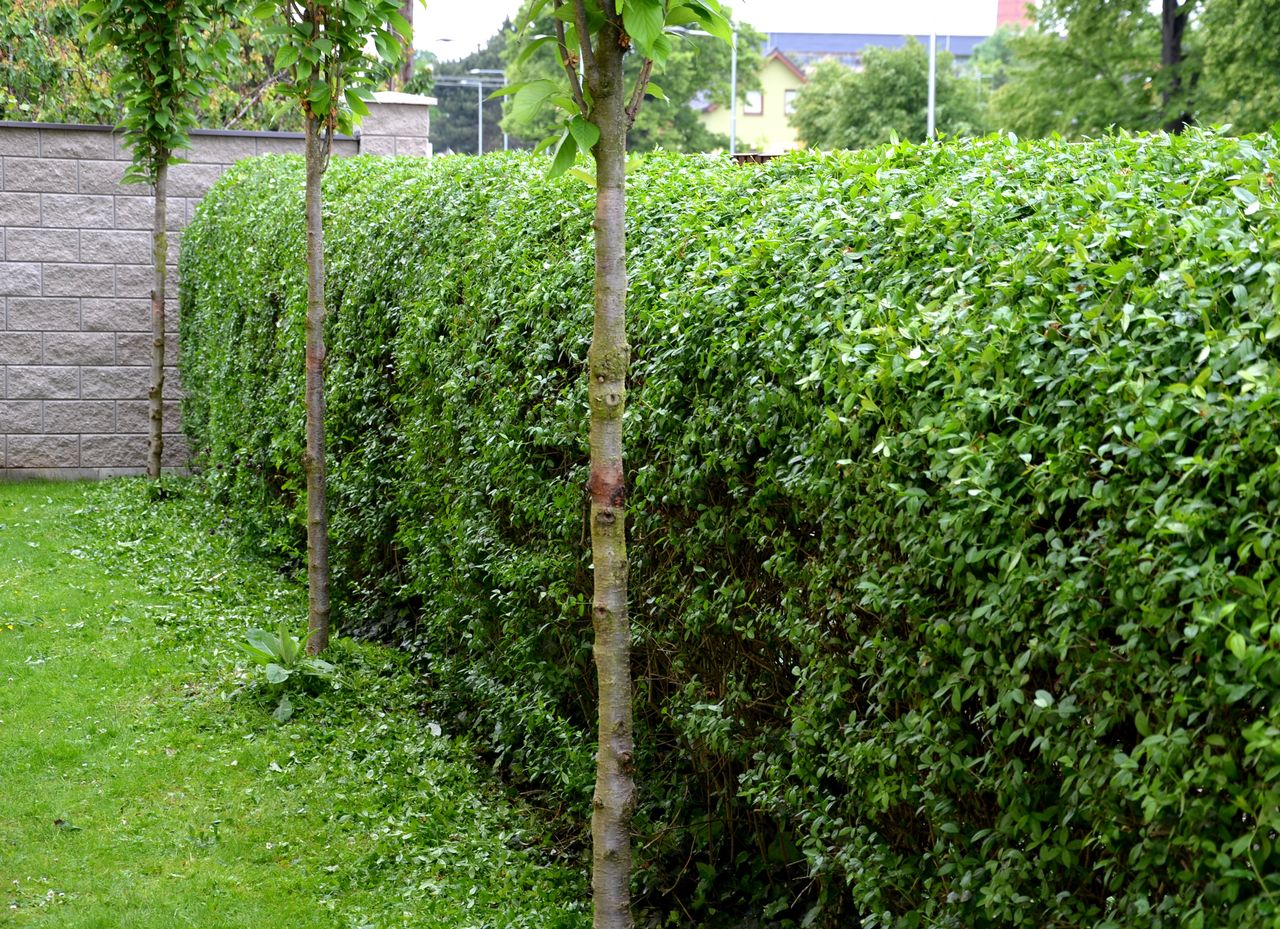 Ligustrum ovalifolium, czyli ligustr jajolistny sprawdzi się jako żywopłot