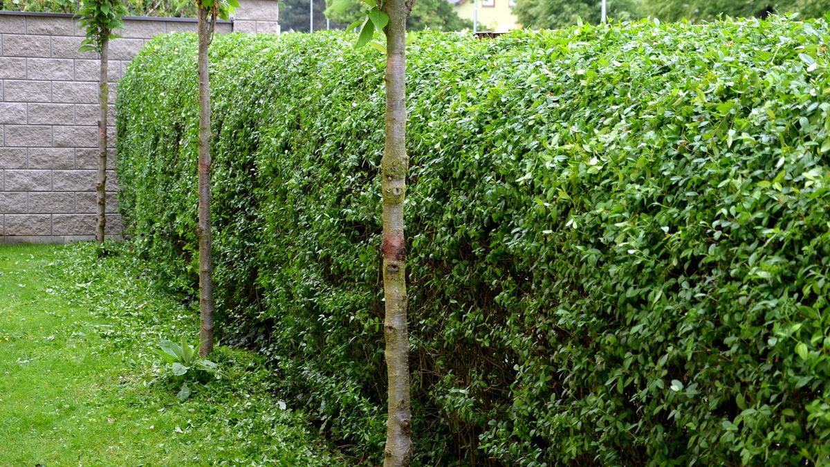 Ligustrum ovalifolium, czyli ligustr jajolistny sprawdzi się jako żywopłot