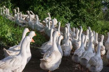 Opolskie: Grypa ptaków w Krogulnej. Do likwidacji 4,3 tys. gęsi
