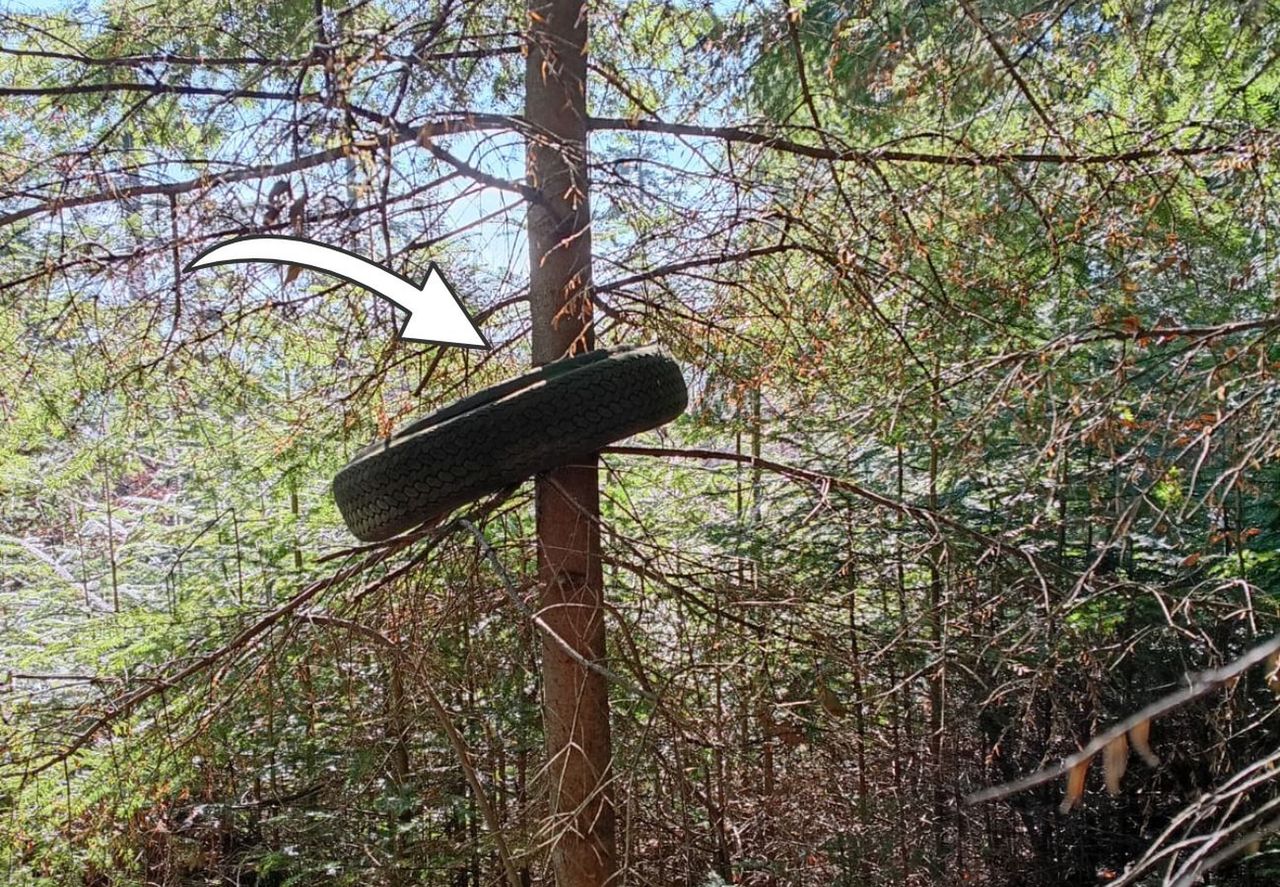 "Urosła" na drzewie. Leśnicy nie mogli się nadziwić. Jest apel