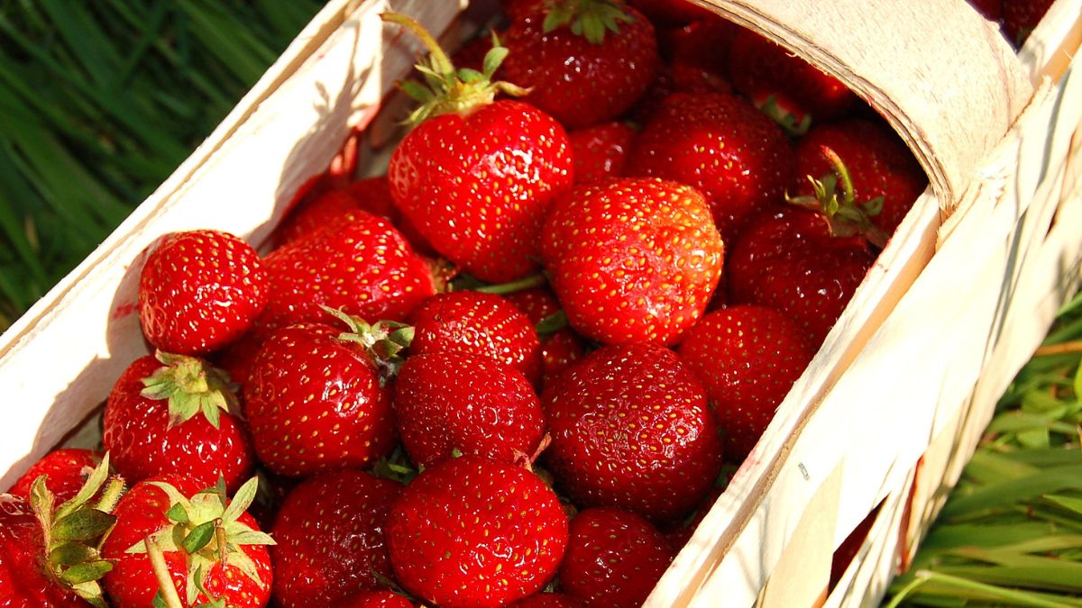 Jakie odmiany truskawek wybrać?