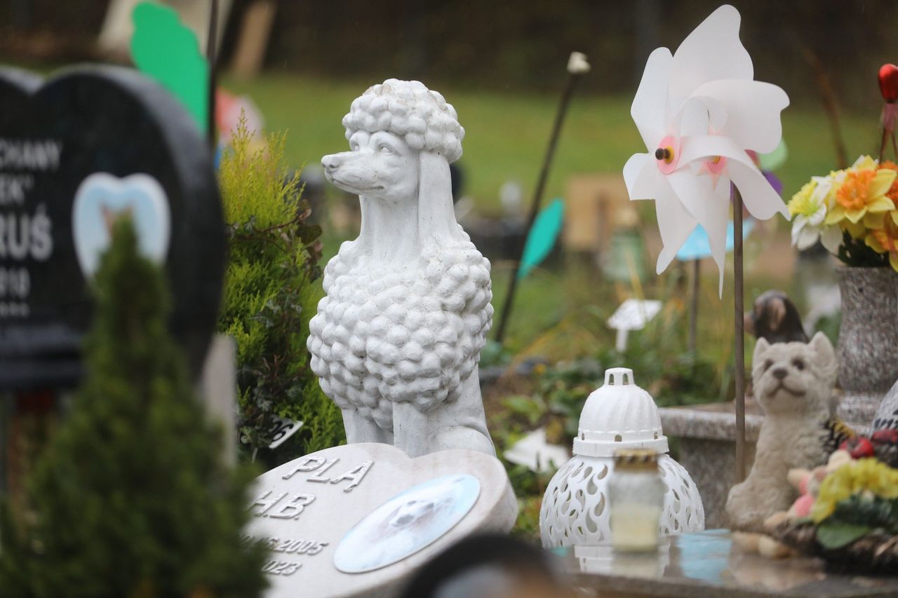 Bytom: Max, Reksio, Milo i inni. Na ich grobach też zapłoną znicze