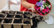 Jakie kwiaty można siać w marcu? Sprawdź, zanim ruszysz do ogrodu