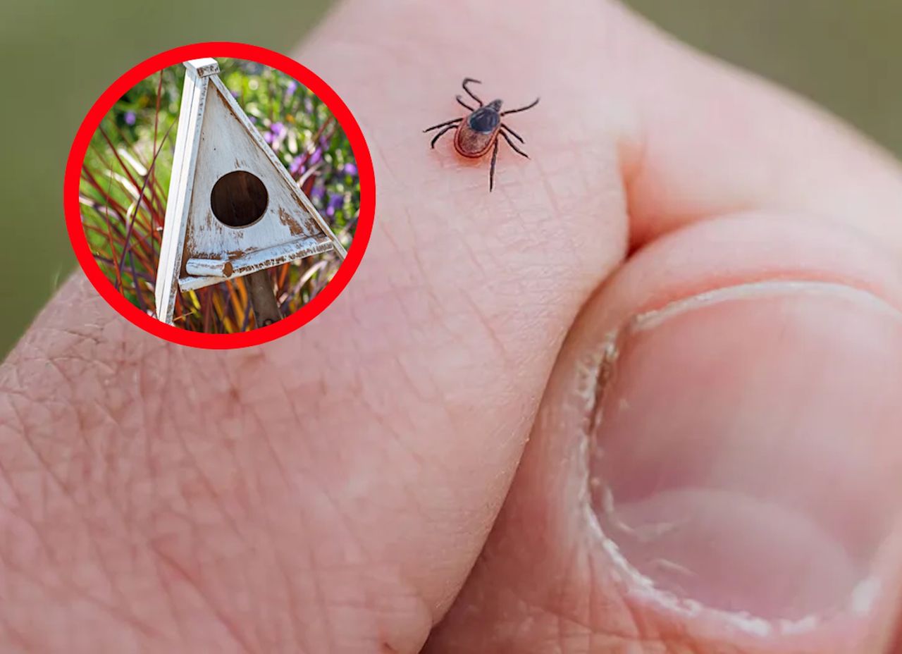 Jak chronić się przed kleszczami?