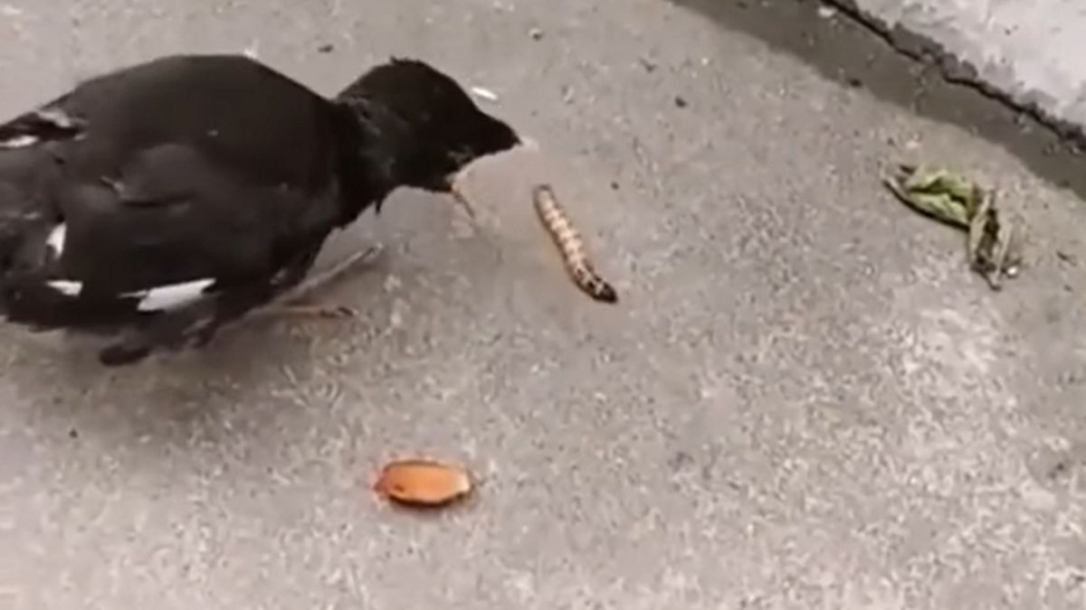 Pisklę było bezradne