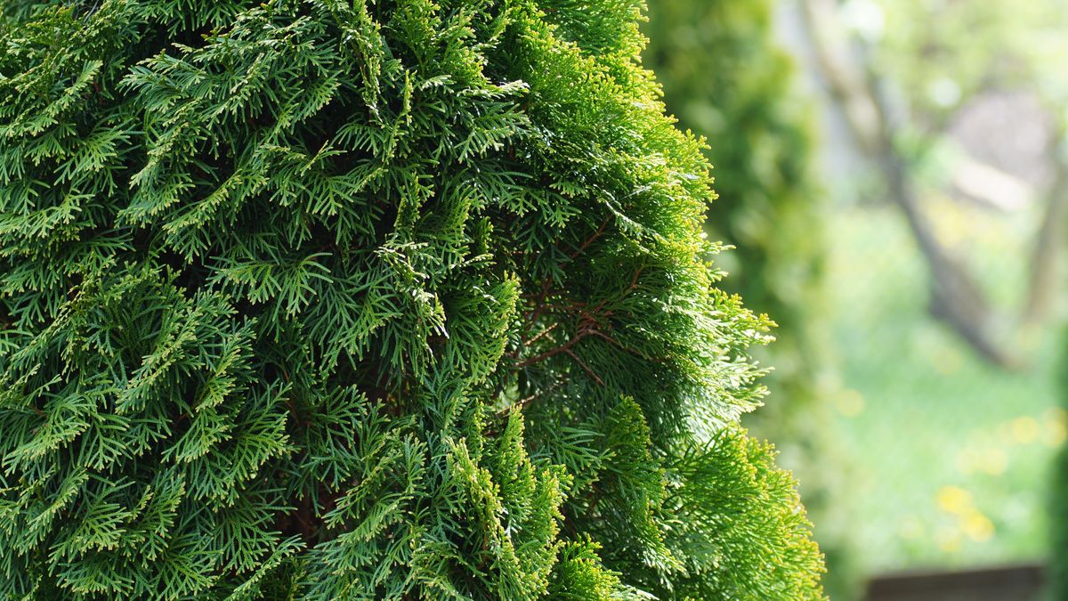 drzew, tuje, charakter, feuille, sosna, bory, busz, jardin, swiezy, jary, tekstura, lato, naturalny, boże narodzenie, evergreen, makro, paprocie, tuja