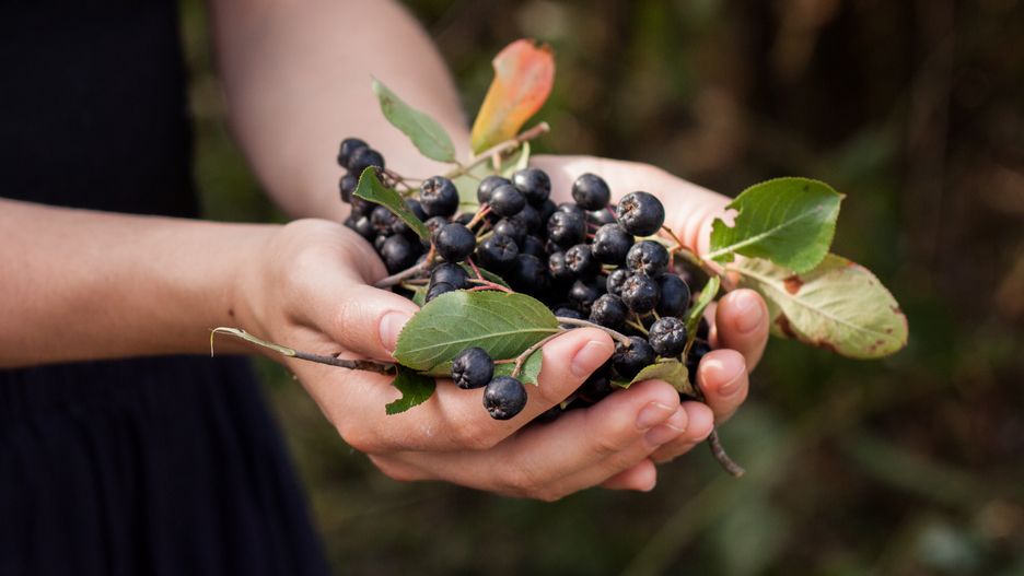 Aronia jest superowocem