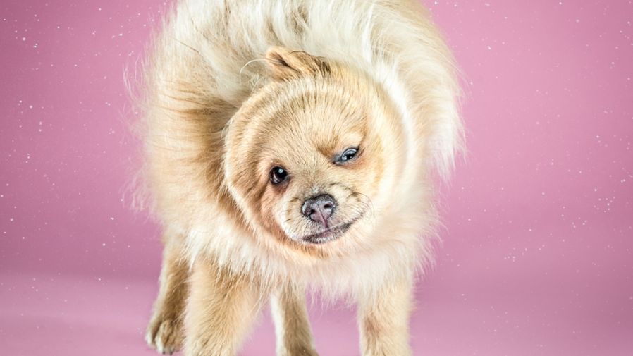 Shake Puppies - zakręcone szczeniaki Carli Davidson 1