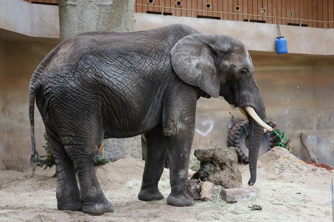 Wielka radość w warszawskim zoo. Słoń Leon skończył 25 lat