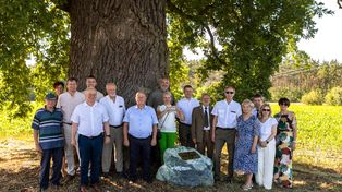 Dąb Józef w Kąkolewicach - pomnik przyrody z imieniem