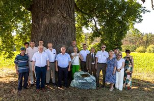 Dąb Józef w Kąkolewicach - pomnik przyrody z imieniem