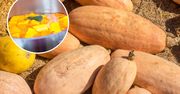 Tu rządzi jeden produkt z warzywniaka. Z tej odmiany zrobisz najlepszą zupę i deser