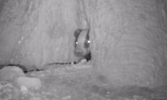 "Impreza u borsuka". Do nory ssaka zawitały myszy, ptaki i pająki