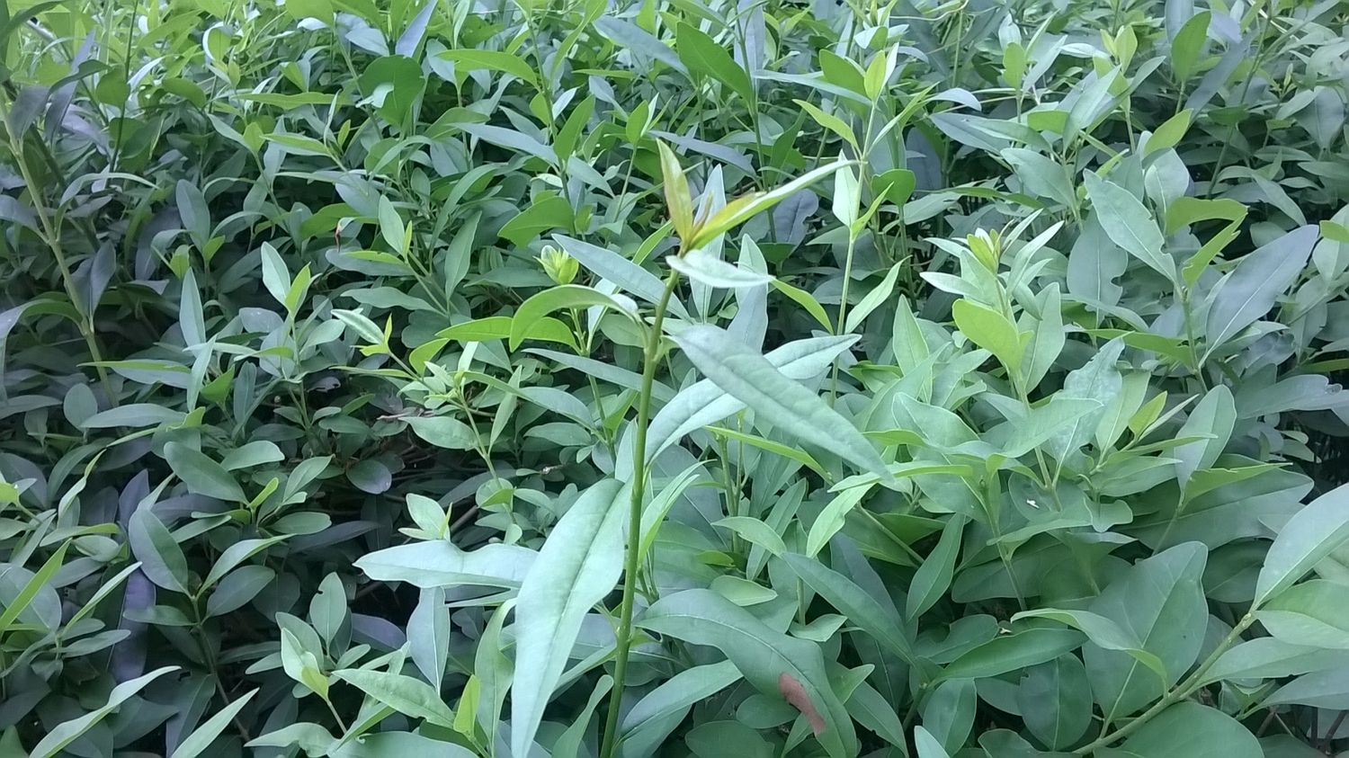 Nokia Lumia 630 pójdzie śladami Lumii 520? [test] 19