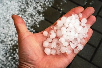 Rolnicy z jabłkowego zagłębia skończyli sezon. Gradobicie ich pokonało