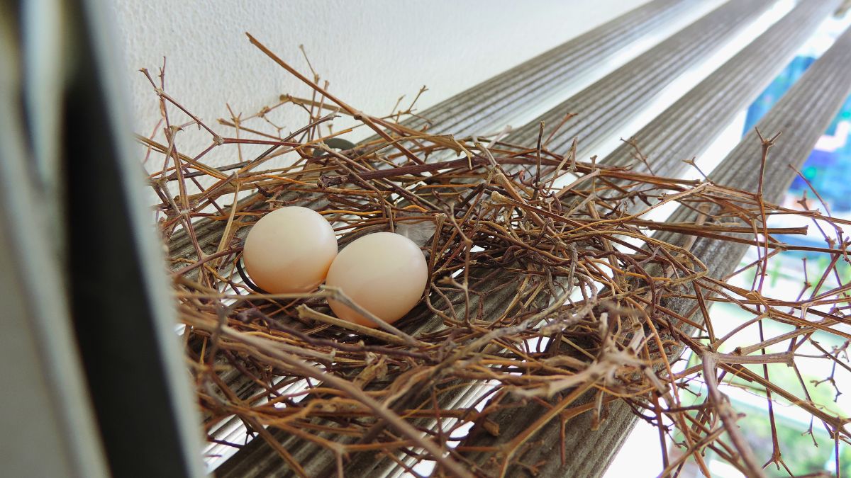 Teraz pamiętam o tym, czy można usunąć gniazdo gołębi 