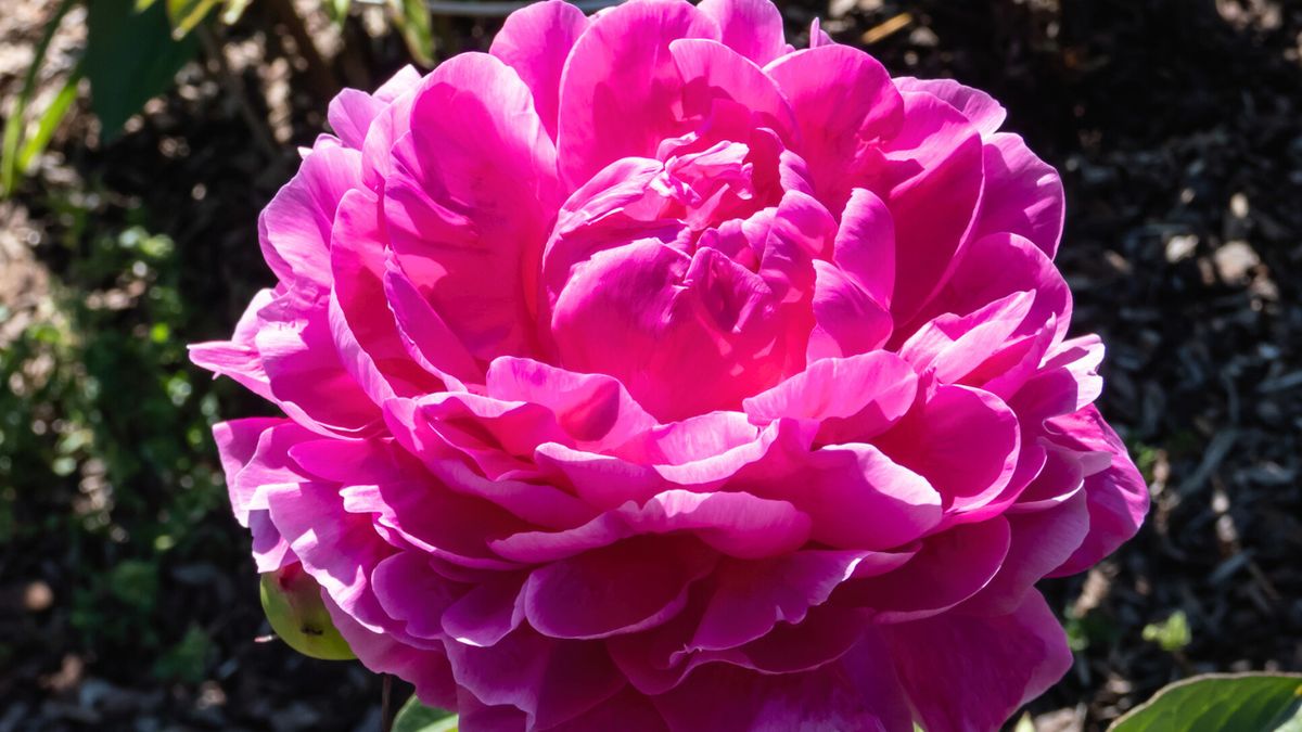 Piękna różowa piwonia oświetlona promieniami słońca