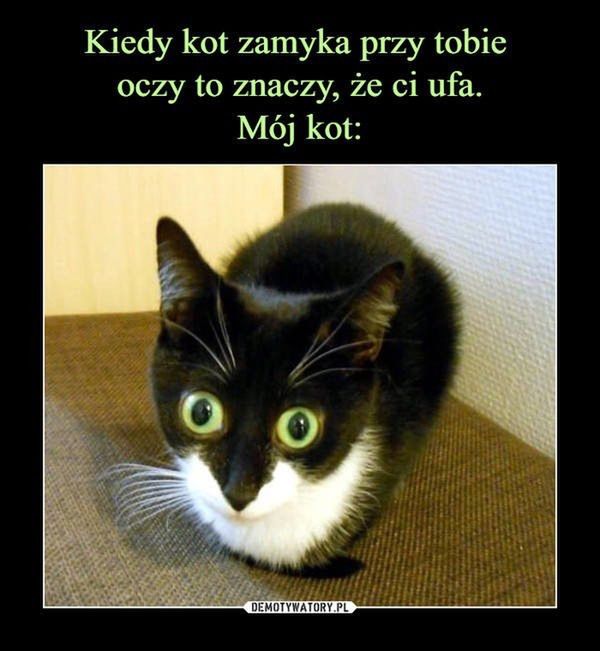 Memy z okazji Dnia Kota