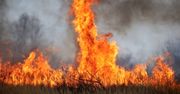 Gorzów: Pożar traw na terenie dawnego poligonu