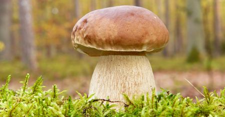Widzisz takiego grzyba? Lepiej go nie zbieraj