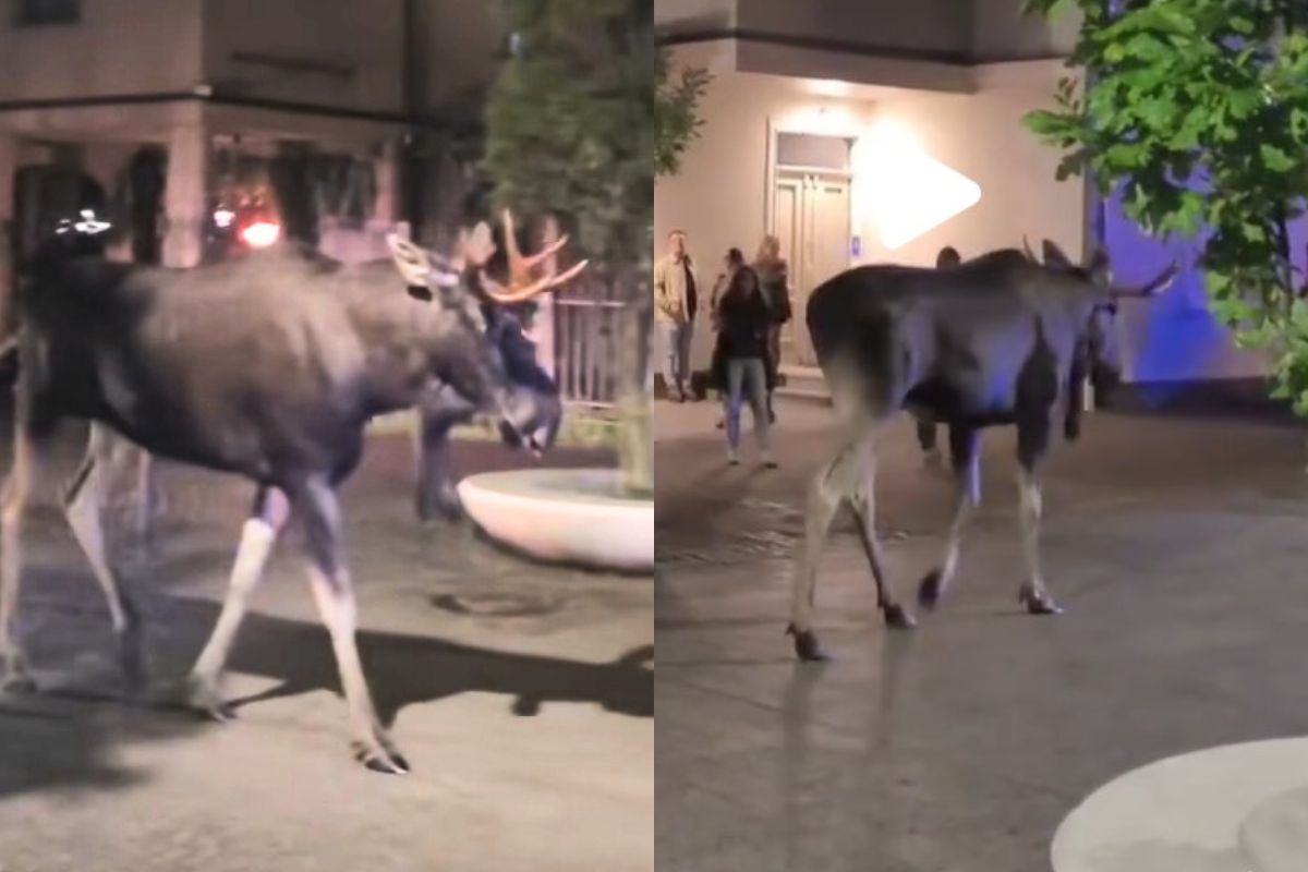 Łoś w centrum Sopotu. "Biedny, żal patrzeć"