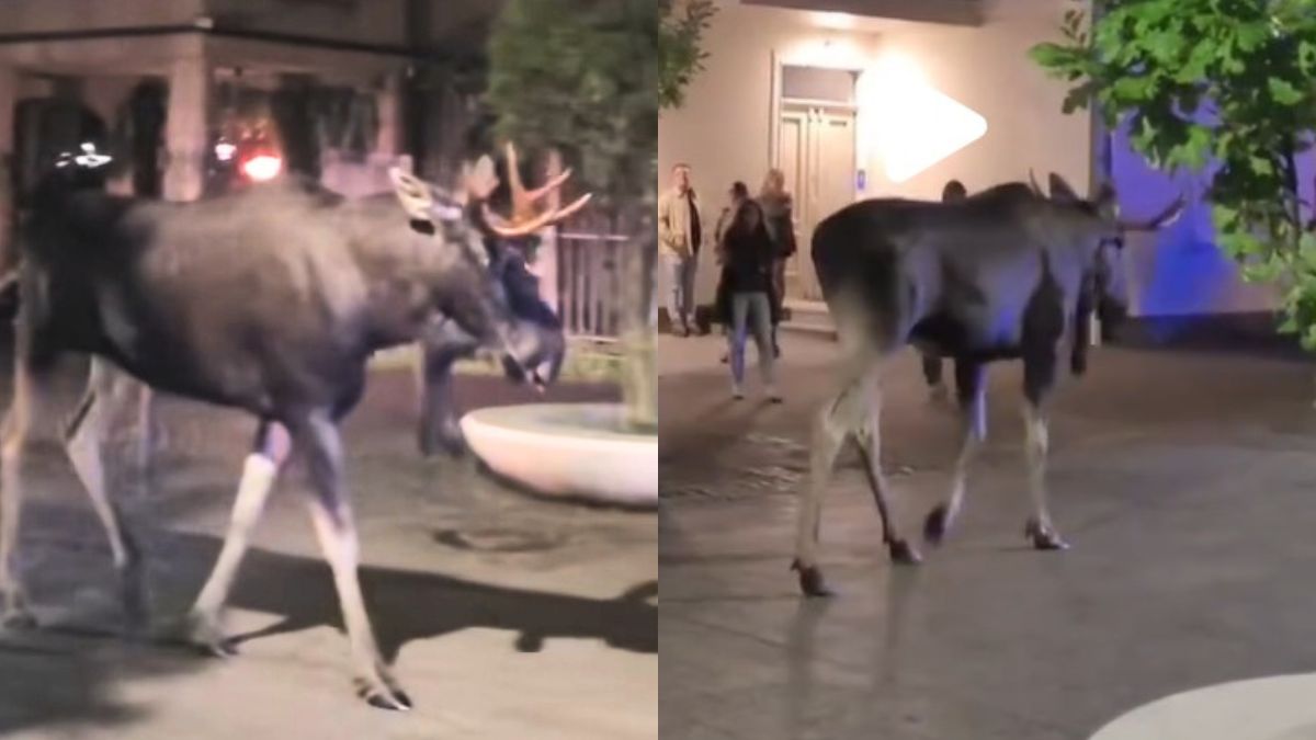 Łoś spacerował po centrum Sopotu