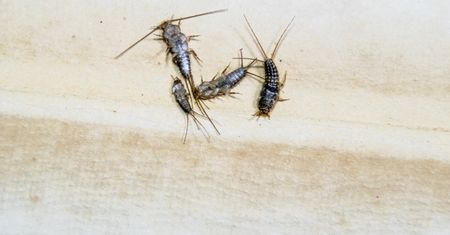 Rozsyp na podłodze. Wybije rybiki co do jednego